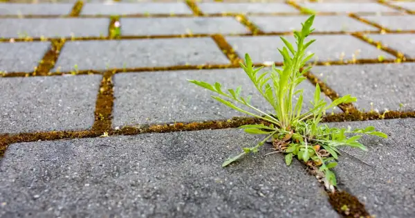 Chwast wyrasta między kostkami brukowymi. Dowiedz się, jak usunąć trawę z kostki brukowej domowym sposobem, by odzyskać czystość.