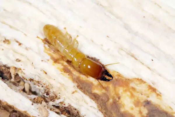 Termite alata su legno, forse in cerca di un nuovo nido.