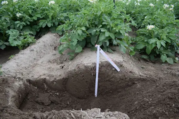 Pole ziemniaków w rozkwicie, z widocznym wykopem i miarką, sugerującym prace związane z sadzeniem ziemniaków.
