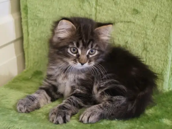 En söt sibirisk skogskatt-kattunge med randig päls sitter på en grön matta.