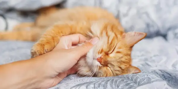 Un gato naranja duerme plácidamente mientras una mano le acaricia la cabeza. Se oye cómo mi gato ronca suavemente.
