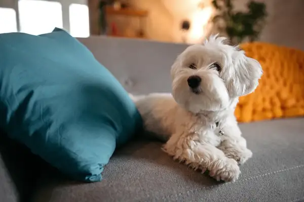 Ein flauschiger Malteser Hund liegt auf einem Sofa neben einem türkisfarbenen Kissen.