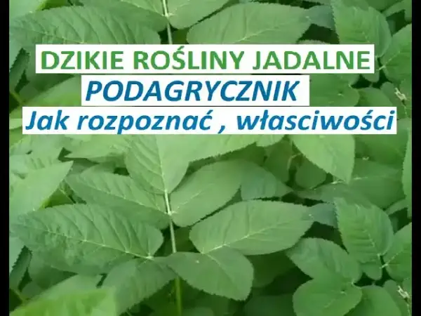 Jak rozpoznać podagrycznik? Kluczowe cechy i pułapki