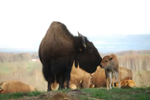 En buffelfamilj på bisonfarmen i Gåte, Sverige. En vuxen bison buffar sin kalv.