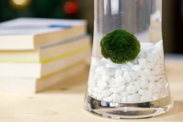 Une algue boule verte, comme une petite planète, flotte dans un vase rempli de cailloux blancs.