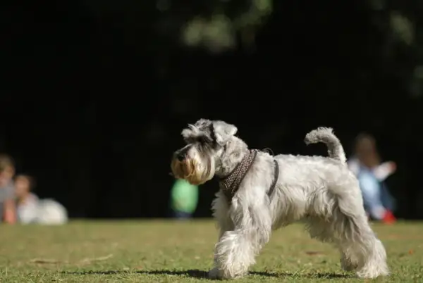 Un schnauzer miniatura, con su característico temperamento juguetón, pasea por el césped.