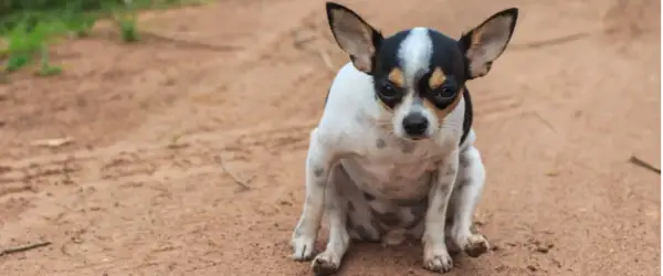 A small chihuahua sits on dirt, looking concerned. This posture might make you wonder why do dogs drag their butts, often a sign of anal gland issues.