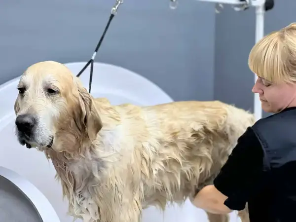 Złoty retriever w wannie, mokry, z widocznym gęstym podszerstkiem, podczas kąpieli.