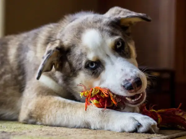 Ein Boxer Australian Shepherd Mix mit blauen Augen spielt mit einem bunten Seilspielzeug.