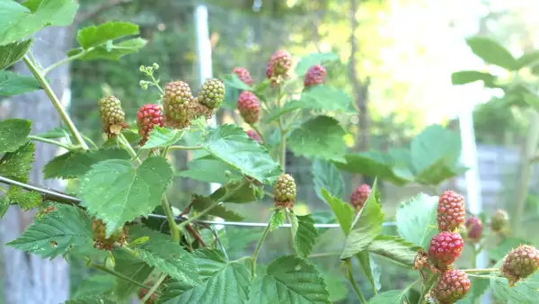 Grüne und rote Brombeeren reifen an einem Strauch. Ein guter Zeitpunkt, um Brombeeren zu vermehren.