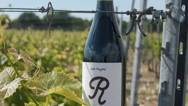 En flaska vin från vingården Hablingbo står bland vinrankor.