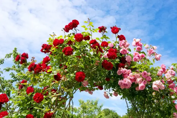En båge av röda och rosa rosor, tåliga rosor zon 5, mot en blå himmel med moln.