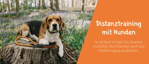 Beagle liegt im Wald auf einem Baumstumpf. Das Bild thematisiert hundeerziehung ohne stress und Distanztraining.
