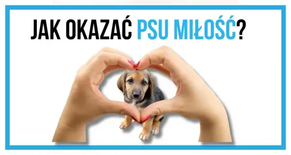 Słodki szczeniak w sercu z dłoni. Czy pies lubi jak się go całuje? Dowiedz się, jak okazywać mu miłość.