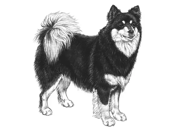 Teckning av en finsk lapphund med fluffig svans. Hundens vikt är typisk för rasen, ca 15-25 kg.