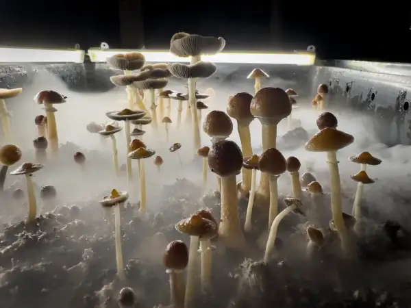 Grzyby psylocybinowe: Jak bezpiecznie? Wiedza z Hyperreal