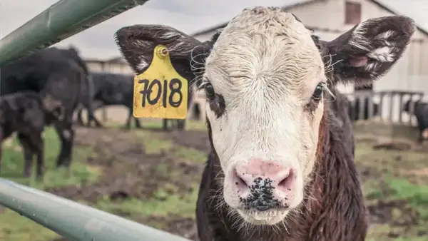 Młoda krowa z żółtą metką "7018" na uchu. W tle inne bydło, budynki gospodarcze. Obraz przypomina o zagrożeniu chorobą wściekłych krów.