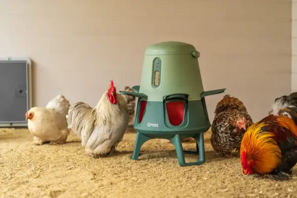 Hühner um einen Futterautomaten. Der Automat zeigt, wieviel Futter ein Huhn braucht.