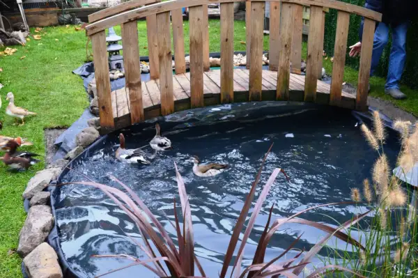Un héron, ou plutôt des canards, nagent dans un bassin sous un pont en bois.