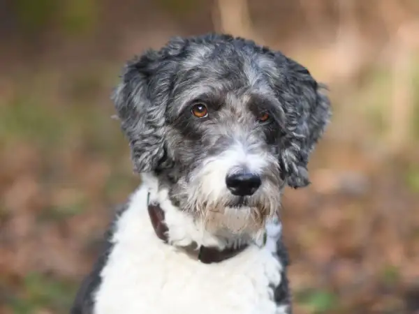 Ein neugieriger Goldendoodle Australian Shepherd Mix mit grau-weißer Lockenpracht und bernsteinfarbenen Augen blickt in die Kamera.
