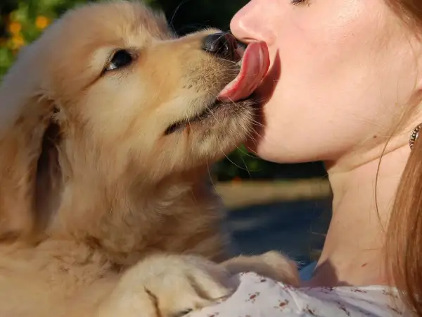 Un tierno cachorro golden retriever lame la nariz de una persona. Es una muestra de afecto, una pregunta de "porque mi perro me lame".