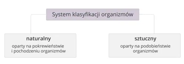 Co to jest systematyka w biologii i jak wpływa na klasyfikację organizmów