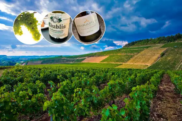 Winnica w Burgundii, gdzie dojrzewają winogrona na wino chablis. Dwie butelki tego szlachetnego trunku, jedno z etykietą Chablis la Chantemerle, drugie Chablis 1er Cru Montée de Tonnerre.