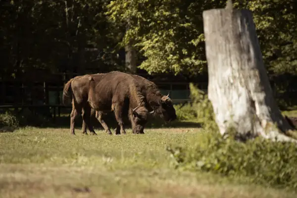 Dwa żubry pasące się na łące w Białowieży. To wspaniałe zwierzęta, które warto zobaczyć podczas wizyty w tym regionie.