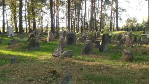 Kamienne nagrobki na cmentarzu tatarskim, otoczone sosnowym lasem. Słońce przebija się przez drzewa, oświetlając zieloną trawę i kamienie.