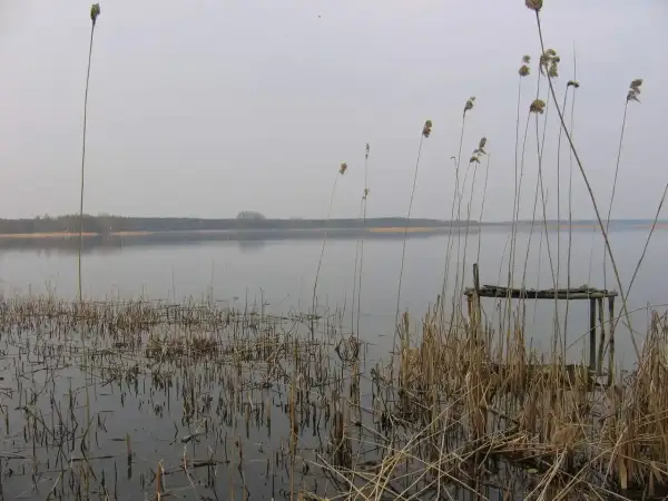 Spokojne jezioro Grabowskie o poranku, z trzcinami na pierwszym planie i zniszczonym pomostem.