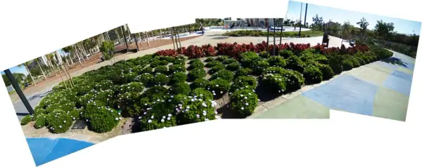 Un paseo por una zona verde en Almería, con arbustos floridos y palmeras.