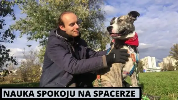 Jak wytresować amstaffa: skuteczne metody na posłusznego psa