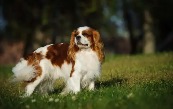 Uroczy king charles spaniel a cavalier w brązowo-białe łaty, stoi na trawie, z puszystym ogonem.