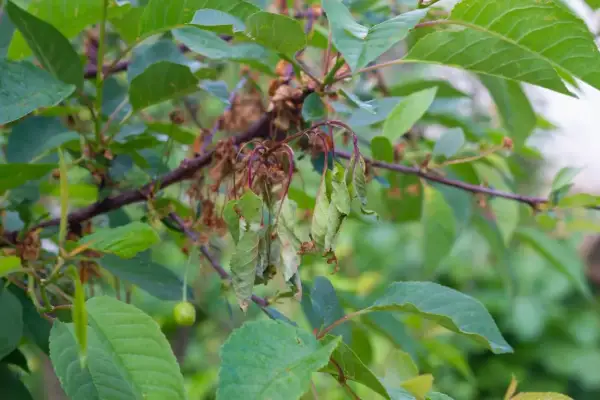 Welke kirschbaum krankheiten zeigen diese welken Blätter? Ein junger Kirschbaum kämpft gegen unbekannte Krankheiten.