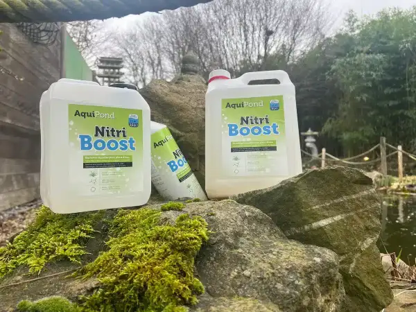 Bouteilles de "Nitri Boost" d'AquiPond, contenant des bactéries bénéfiques pour les plans d'eau, posées sur des rochers moussus près d'un étang.