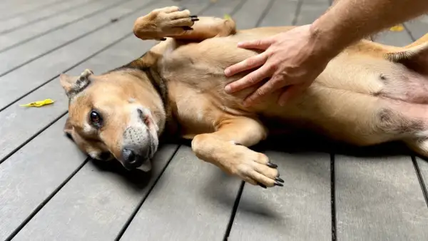 A dog lies on its back, enjoying a belly rub. Its stomach is gurgling with contentment.
