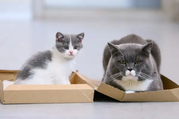 Eine junge Katze sitzt neugierig in einem Karton, während eine alte Katze daneben entspannt liegt.