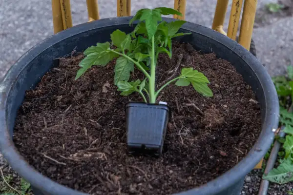 En liten tomatplanta i sin kruka står redo att planteras ut i den mörka jorden i en stor kruka. Snart blir det tomater!