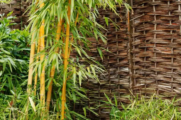 Fusti di bambù dorato e foglie verdi contrastano con una recinzione intrecciata. Un'idea per eliminare il bambù con il sale.