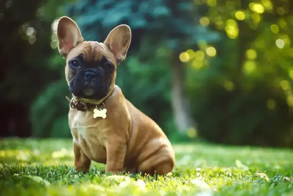 Uroczy szczeniak buldoga francuskiego siedzi na trawie. Zastanawiasz się, ile kosztuje buldog francuski?