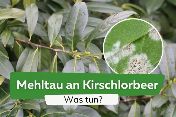 Nahaufnahme von Kirschlorbeerblättern mit Mehltaubefall, einer der häufigsten Kirschlorbeer Krankheiten.