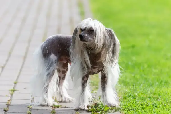 Grzywacz chiński długowłosy, z charakterystyczną grzywą i puszystymi łapami, stoi na chodniku obok trawnika.