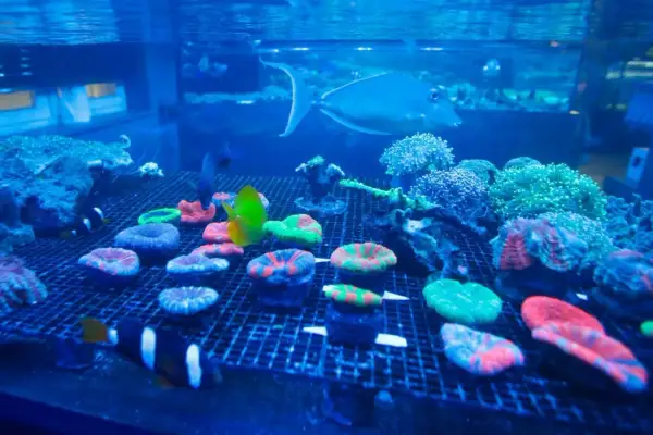 Kolorowe koralowce i ryby w akwarium, jak w Oceanarium Rzeszów. Cennik wizyty wkrótce!