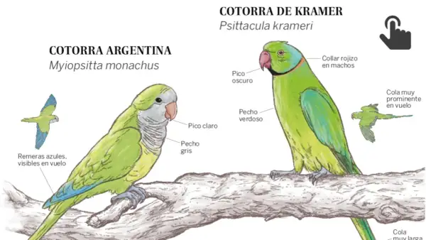 Ilustración de cotorra argentina y cotorra de Kramer. La cotorra argentina, que vive unos 20-30 años, tiene pico claro y pecho gris.