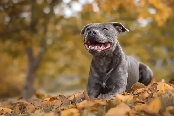Un joyeux chien staff, au pelage gris, est couché dans des feuilles d'automne dorées.
