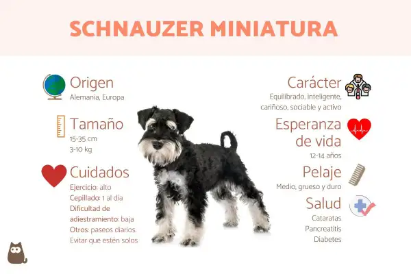 Un schnauzer mini, perro de origen alemán, con pelaje medio, grueso y duro. Es equilibrado, inteligente y cariñoso.