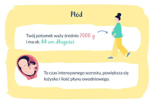 33 tydzień ciąży to czas intensywnego wzrostu płodu, który waży ok. 2000 g i ma 44 cm.
