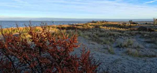 Jesienny spacer po plaży, gdzie morze w październiku wita spokojem. Krzewy rokitnika z pomarańczowymi owocami na pierwszym planie.