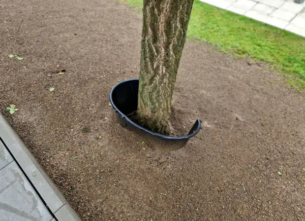 Un árbol joven con un protector de plástico negro alrededor de su base. El protector parece estar diseñado para evitar que algo dañe el tronco, pero su forma abierta podría ser una pista sobre cómo matar un árbol de raíz si se usa incorrectamente.