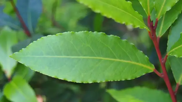 Hoja verde de laurel con borde dentado y tallo rojizo. Consejos para los cuidados del laurel.